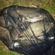 Carp bream