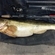 Pike perch