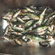 Eurasian perch
