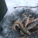 Eurasian perch