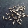 Prussian carp