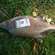Carp bream