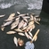 Carp bream