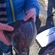 European plaice