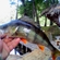 Eurasian perch