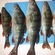 Eurasian perch