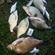 Carp bream