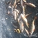 Eurasian perch