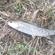 Ocean Trout