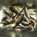 Eurasian perch