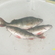 Eurasian perch