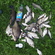 Carp bream