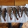 Eurasian perch