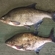 Carp bream