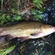 Tench