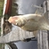 Carp bream