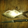 Carp bream