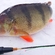 Eurasian perch