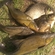 Tench