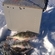 Eurasian perch
