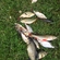 Eurasian perch