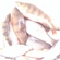 Roach