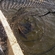 Carp bream