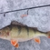 Eurasian perch