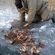 Danube crayfish
