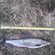 Grayling