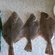 European flounder