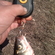 Roach