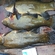 Tench