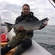 Atlantic salmon