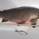 Carp