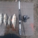 Eurasian perch