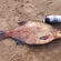 Carp bream