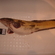 Burbot