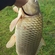Carp