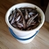 European smelt
