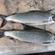 Arctic grayling