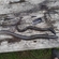 European eel