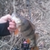 Eurasian perch
