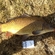 Carp