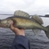 Pike perch