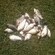Prussian carp