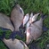 Carp bream