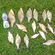 Carp bream