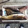 Atlantic cod