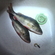 Eurasian perch